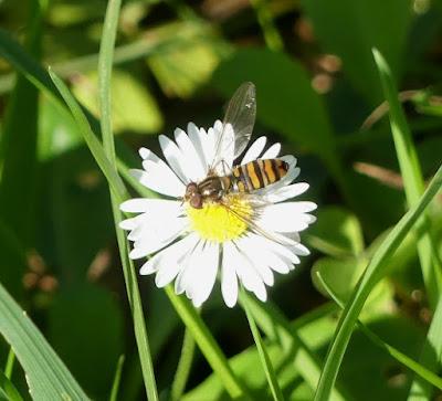 La mosca cernícalo, sírfido de invierno La mosca cernícalo, sírfido de invierno