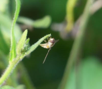 La mosca cernícalo, sírfido de invierno La mosca cernícalo, sírfido de invierno