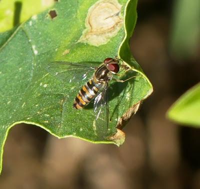 La mosca cernícalo, sírfido de invierno La mosca cernícalo, sírfido de invierno