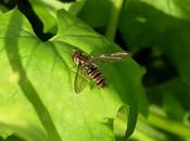 mosca cernícalo, sírfido invierno
