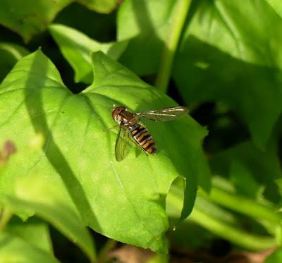La mosca cernícalo, sírfido de invierno La mosca cernícalo, sírfido de invierno