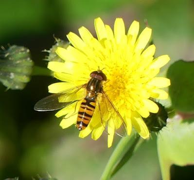 La mosca cernícalo, sírfido de invierno