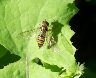 La mosca cernícalo, sírfido de invierno La mosca cernícalo, sírfido de invierno