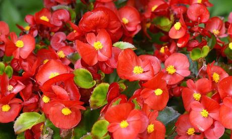 Cinco flores medicinales