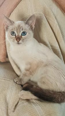 Adoptamos una gatita: La historia de NANA 04