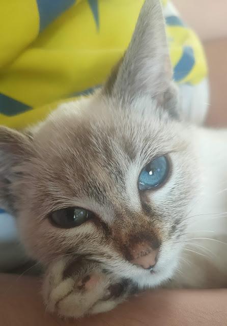 Adoptamos una gatita: La historia de NANA 02