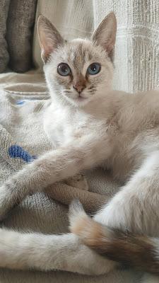 Adoptamos una gatita: La historia de NANA 03