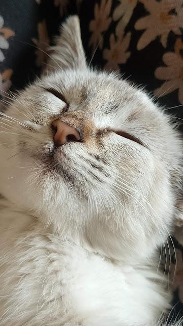 Adoptamos una gatita: La historia de NANA 05