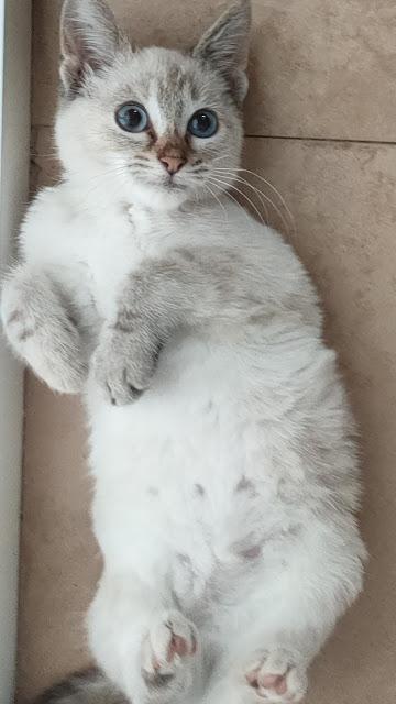 Adoptamos una gatita: La historia de NANA 06