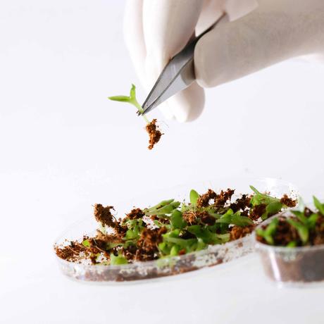 Nuevas plantas con “superpoderes”