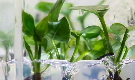 Nuevas plantas con “superpoderes”