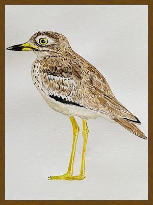 Dibujos de alcaravanes