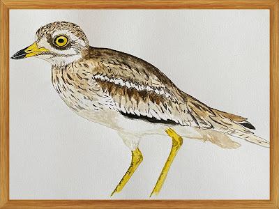 Dibujos de alcaravanes