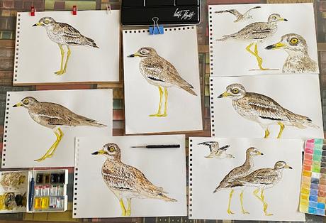 Dibujos de alcaravanes