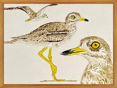 Dibujos de alcaravanes