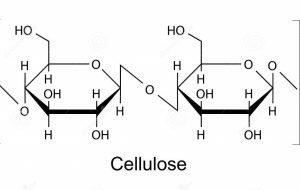 La celulosa: fibra estructural de plantas y árboles.