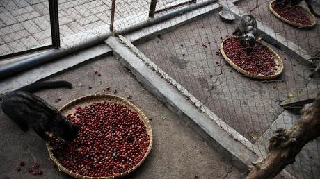 El perturbador secreto tras el café más caro del mundo