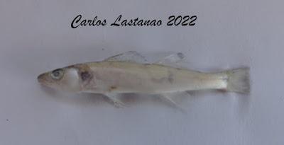 El ciclo de la vida V. Cerrando el ciclo.