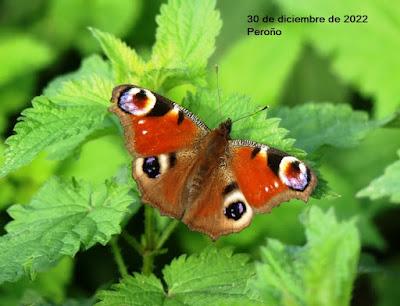 Mariposa pavo real, fenología en 2022