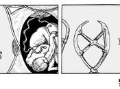 Dibucedario 2023/ Inseparables (David Cronenmberg, 1988)