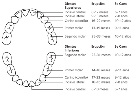 La evolución de la dentición en nuestro peque