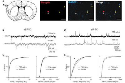 La Nutrición temprana influye en lo que nos gusta comer