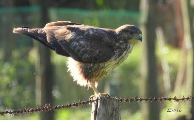 EL BUTEO BLANCO DE RAMALES