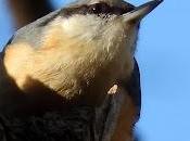 buteo blanco ramales