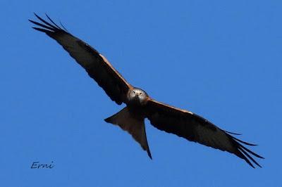 EL BUTEO BLANCO DE RAMALES