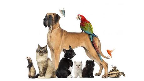 Fiestas de San Antón 2023