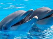 Isla Mujeres Cancún Nadar delfines