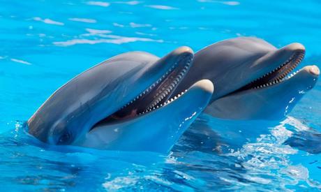 Que ver en Isla Mujeres en Cancún – Nadar con delfines