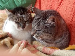 Adiós a mi querido Gaspar