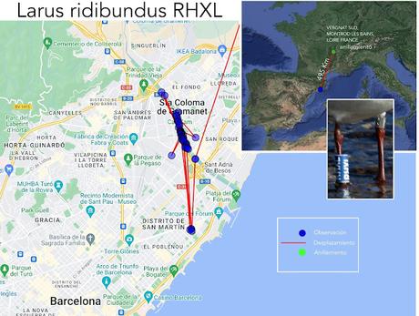 Vuelvo a ver la G. reidora RHXL