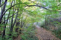 La fageda de la Serra del Corb en les Preses Descubre la ruta de las Ermitas del Corb