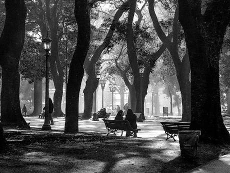 Un remanso La luz se filtra entre los árboles