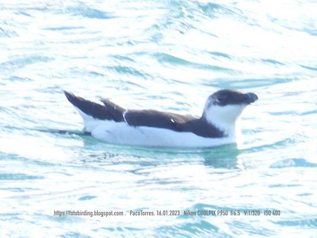 Sigue el Alca en el Port de Barcelona
