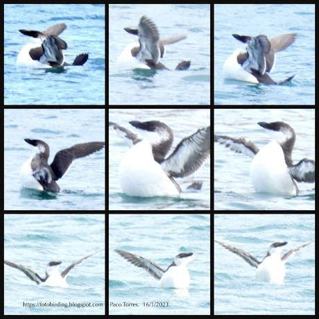 Sigue el Alca en el Port de Barcelona