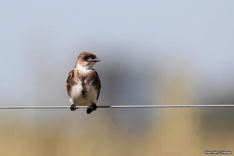 Primea salida de  2023