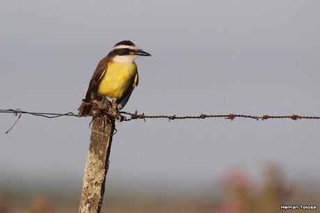 Primea salida de  2023