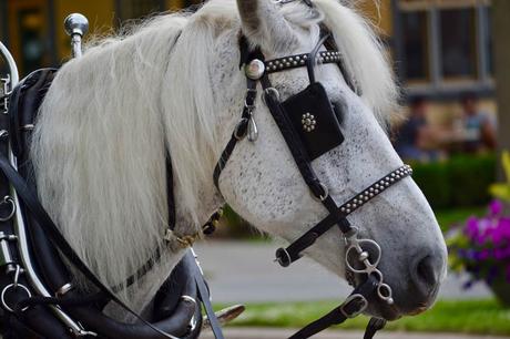 15 mejores cosas para hacer en Ludlow (Massachusetts) 15 mejores cosas para hacer en Ludlow (Massachusetts)