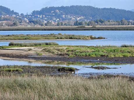 'As aves do inverno II', nueva cita con la ornitología en el estuario del Miño (15.01.2023) 'As aves do inverno II', nueva cita con la ornitología en el estuario del Miño (15.01.2023)