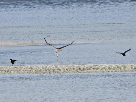 'As aves do inverno II', nueva cita con la ornitología en el estuario del Miño (15.01.2023) 'As aves do inverno II', nueva cita con la ornitología en el estuario del Miño (15.01.2023)