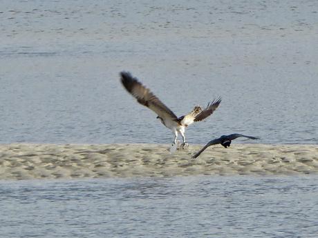 'As aves do inverno II', nueva cita con la ornitología en el estuario del Miño (15.01.2023) 'As aves do inverno II', nueva cita con la ornitología en el estuario del Miño (15.01.2023)