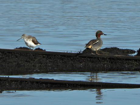 'As aves do inverno II', nueva cita con la ornitología en el estuario del Miño (15.01.2023) 'As aves do inverno II', nueva cita con la ornitología en el estuario del Miño (15.01.2023)