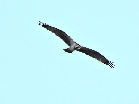 'As aves do inverno II', nueva cita con la ornitología en el estuario del Miño (15.01.2023) 'As aves do inverno II', nueva cita con la ornitología en el estuario del Miño (15.01.2023)