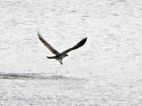'As aves do inverno II', nueva cita con la ornitología en el estuario del Miño (15.01.2023) 'As aves do inverno II', nueva cita con la ornitología en el estuario del Miño (15.01.2023)