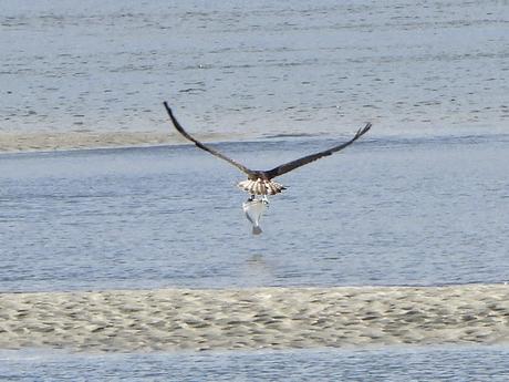'As aves do inverno II', nueva cita con la ornitología en el estuario del Miño (15.01.2023) 'As aves do inverno II', nueva cita con la ornitología en el estuario del Miño (15.01.2023)