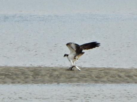 'As aves do inverno II', nueva cita con la ornitología en el estuario del Miño (15.01.2023) 'As aves do inverno II', nueva cita con la ornitología en el estuario del Miño (15.01.2023)