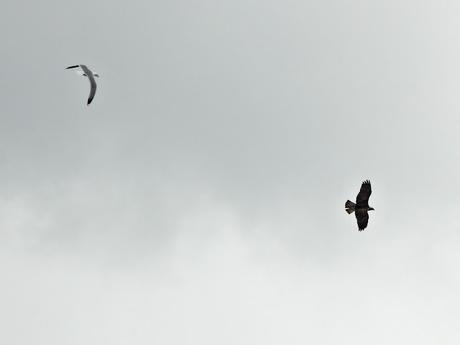 'As aves do inverno II', nueva cita con la ornitología en el estuario del Miño (15.01.2023) 'As aves do inverno II', nueva cita con la ornitología en el estuario del Miño (15.01.2023)